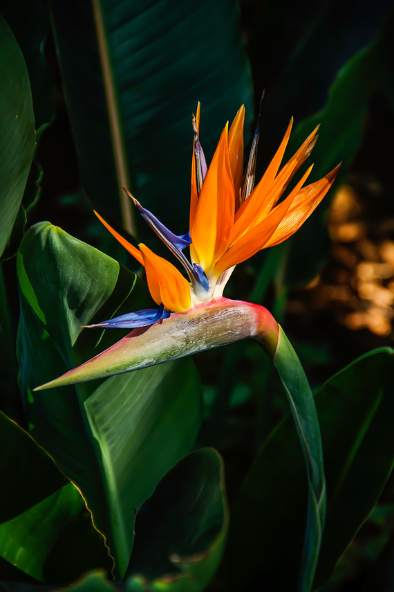 Bird of Paradise Plant